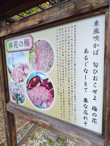 菅原道真が詠んだ和歌でよく知られているのが「東風吹かば」です。最後の句が「春な忘れそ」と「春を忘るな」の二つ伝えられています＝東京都