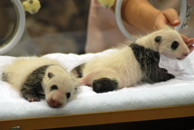 許可を得て撮影したパンダの双子