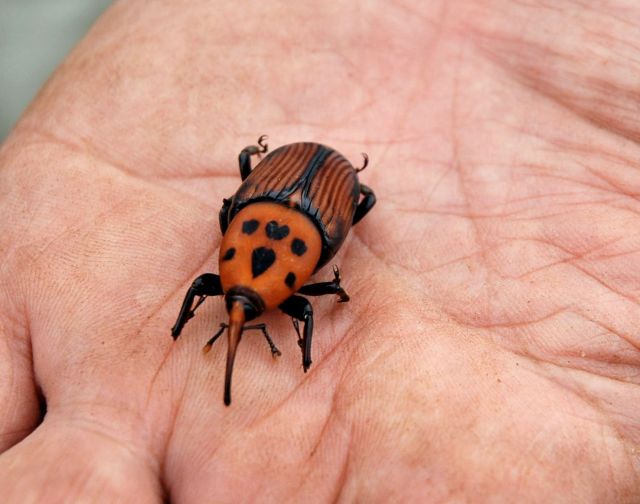 ヤシオオオサゾウムシの成虫。食べておいしいのは幼虫だそうです