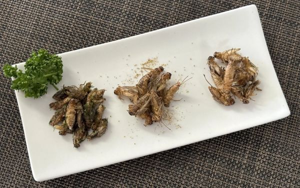 究極の揚げコオロギ