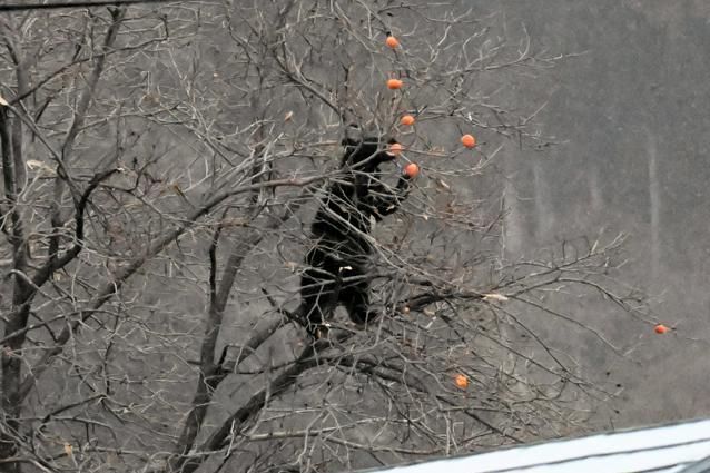 柿の木に登り、実を食べるクマ=2025年11月18日午後4時03分、岩手県岩泉町、坂田達郎撮影