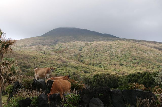 放牧地には溶岩石が至る所に見え、離島ならではの荒々しさも感じます