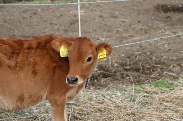 小屋からかろうじて逃げることができた「ダリア」ちゃん