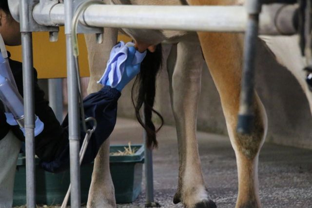 搾乳する前には菌が入らないように丁寧に拭きあげます