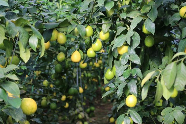 もう少しで収穫できるレモンたち