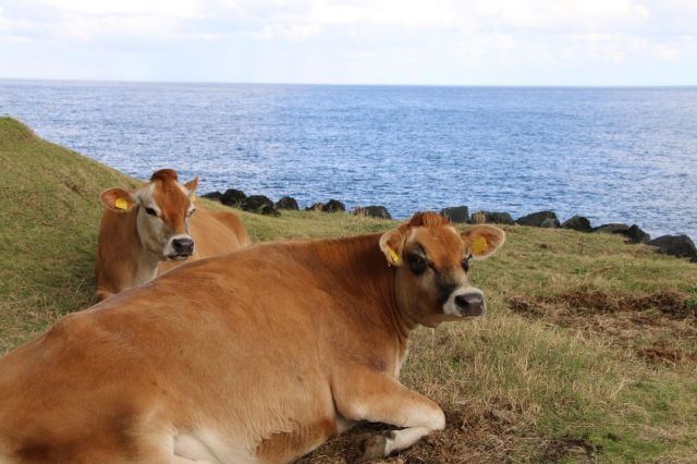 放牧地の先は太平洋。潮風によって生えている草はミネラルが豊富だといいます