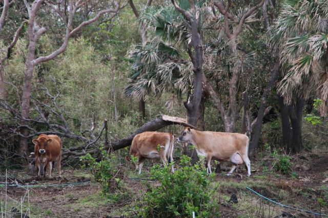 根本から折れてしまっている木が至る所にありました。どれだけ風が強かったのか…