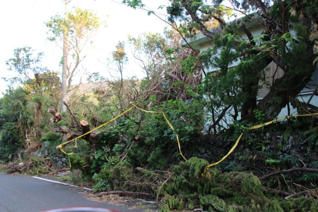 道路沿いの倒木は各地で見られました