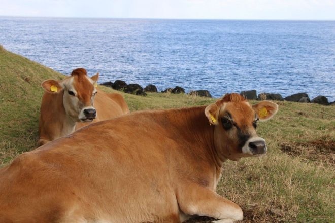 八丈島の牧場で放牧されているジャージー牛。一見すると、台風の被害はないように見えましたが…