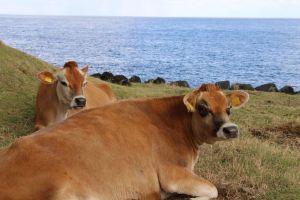 八丈島の台風被害、一見ふつうに見えても…求められるのは観光の復活