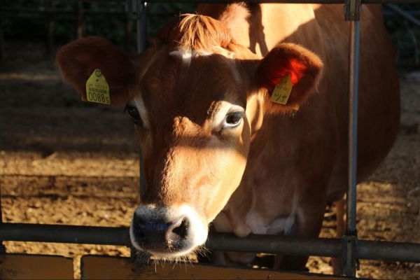牛たちはようやく落ち着いた暮らしに戻ってきたといいます