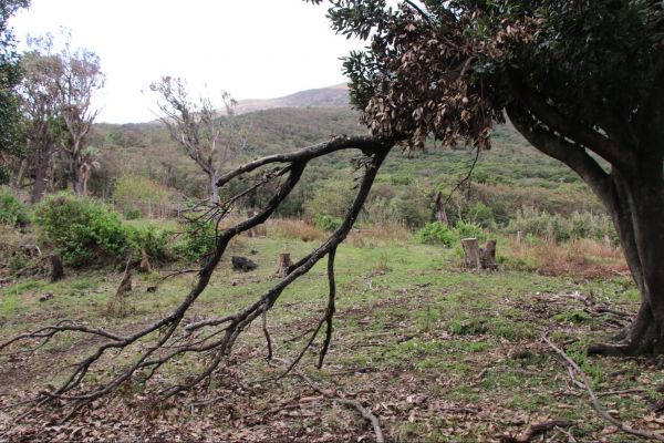 牧場でも根本から折れてしまっている木が至る所にありました。どれだけ風が強かったのか…