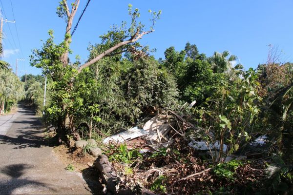 道路沿いでは倒木が各地で見られました
