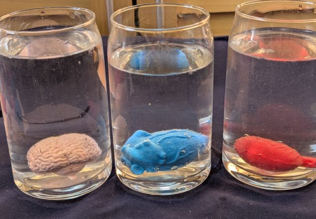 水に入れてみたばかりの状態は、まだ小さいようです