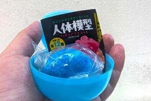 バケツが〝内蔵〟でいっぱい…膨らむガチャ、発想の発端は「低価格」