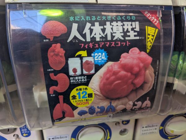 購入時の「水に入れると大きくふくらむ 人体模型フィギュアマスコット」