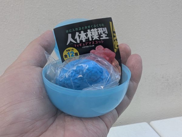 購入時の「水に入れると大きくふくらむ 人体模型フィギュアマスコット」