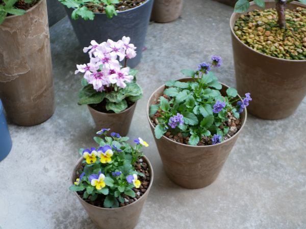 間宮さんがベランダで育てている鉢植え