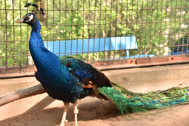 インドクジャク