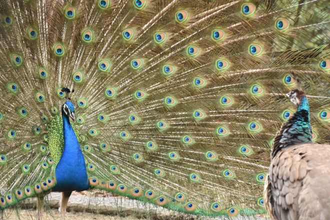 羽を広げたクジャク