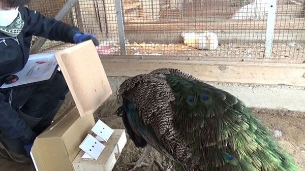 数を数えるクジャク