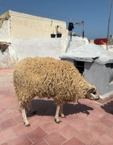 連れてこられた羊
