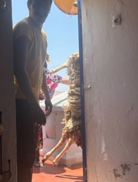 連れてこられた羊を家族でさばく