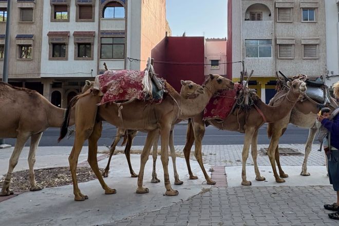 ラクダの行列にも遭遇