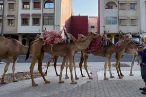 血に染まった床を5歳児が黙々と&hellip;&hellip;海外里帰りの驚き