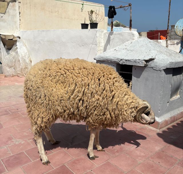 連れてこられた羊