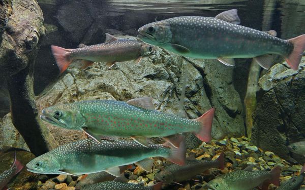 埼玉に住む川魚