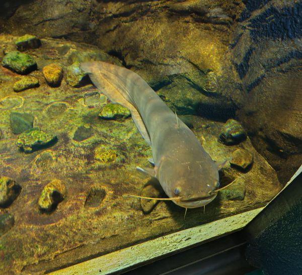 埼玉に住むナマズ