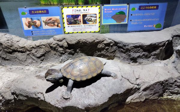 埼玉の川にいるカメ