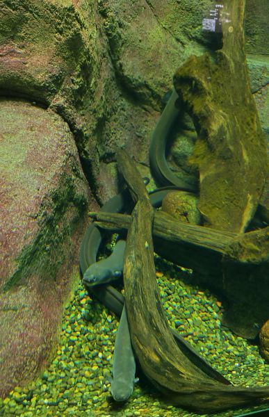 埼玉の川に住むウナギ