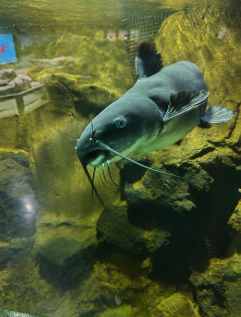 埼玉の川に住むナマズ