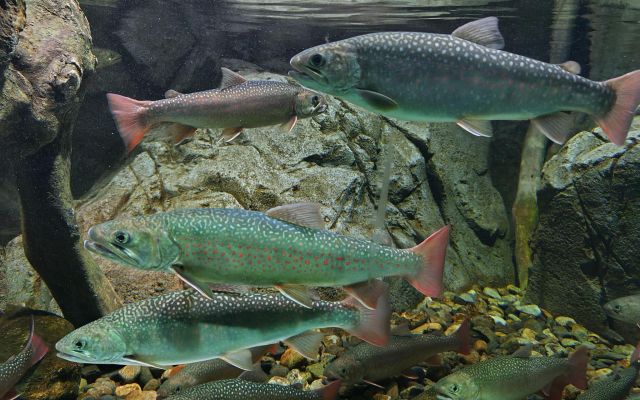 埼玉の川に住んでいる川魚