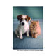 ポストカード【Portrait of puppy and kitten】／イヌ&ネコ／動物