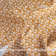 Smiley Flowers -khaki (CO152138 C)しっかり厚手生地