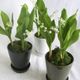 【送料込み】スズランの鉢植え 1POT