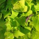 8 x 10 Green leaves decor print
