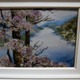 押し花ー３
