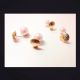 （SALE）shell??peal10mm pierce