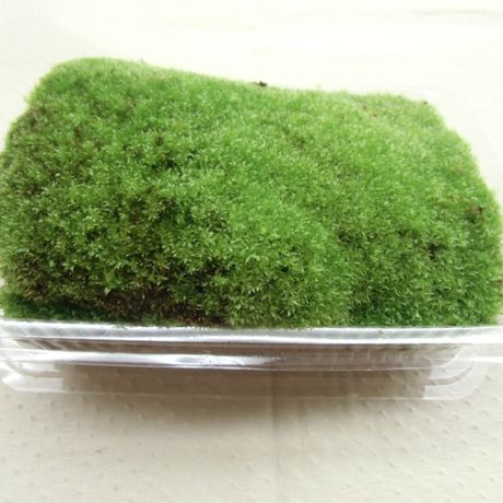 観賞用苔ミニミニパック