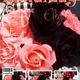 BLACK×PINK