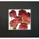 『Peony 003』 村林 眞叉夫　029-1415
