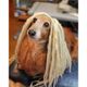 【Wigs2you】ペットウィッグ/P-040/ドレッド/バンド/コスプレ/激かわ/オリジナル/コスチューム/人気商品/撮影にも/犬/猫