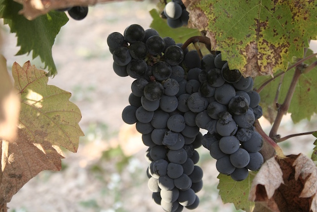 家飲みワインのレベルを確実にあげる、Firadis WINE CLUBのサブスクとは？