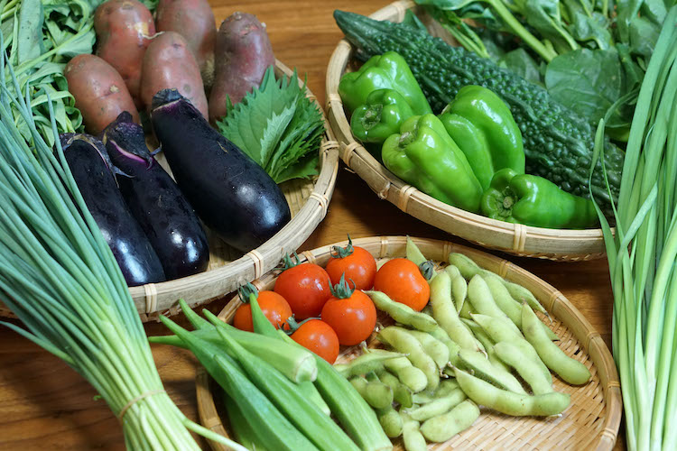 【野菜のサブスク】旬の土佐野菜の詰め合せが毎月届く、野菜の定期便 (2021年8月)