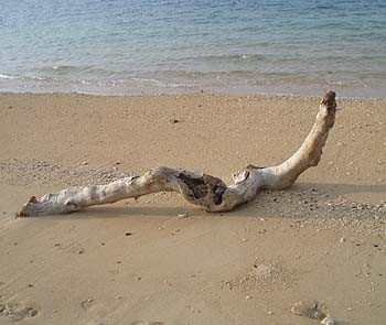 費用０円 自然の物で作る簡単diyインテリア Suvaco スバコ