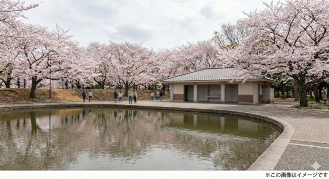 大阪狭山市　狭山池桜まつり2025年　＠土地改良区